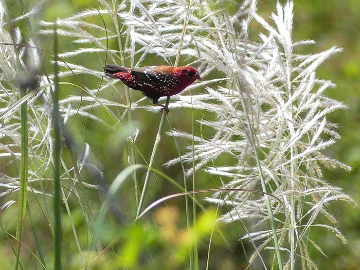 Strawberry finch perched on tall grass in a natural green habitat showing its vibrant red and spotted feathers.