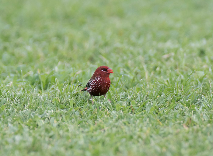 Strawberry finch standing on green grass with bright red plumage and white spotted feathers in natural habitat.