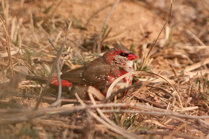 Strawberry finch perched on dry grass with brown and red feathers blending into natural surroundings.