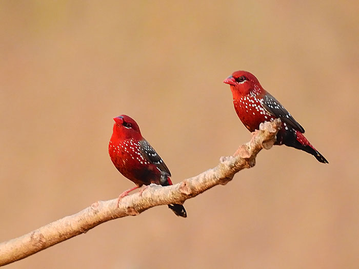 Two gorgeous strawberry finches with bright red plumage and white spots perched on a branch against a soft background
