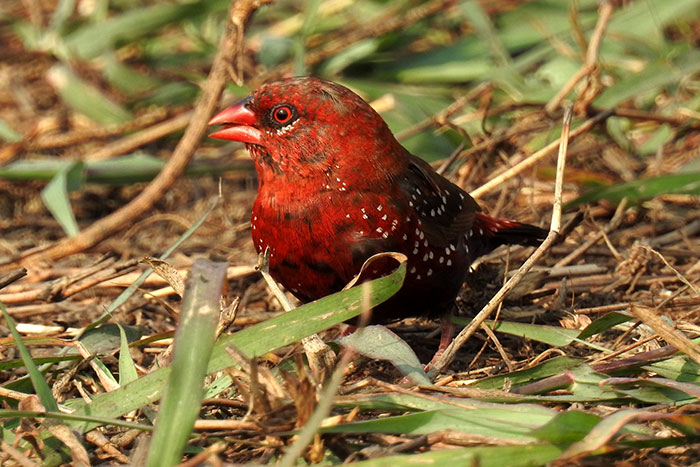 Strawberry finch perched on grass, showing red plumage with white spots in natural outdoor setting.