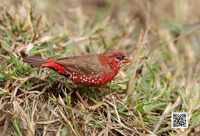 Strawberry finch perched on grass showing its bright red and brown feathers with white spots in natural habitat.