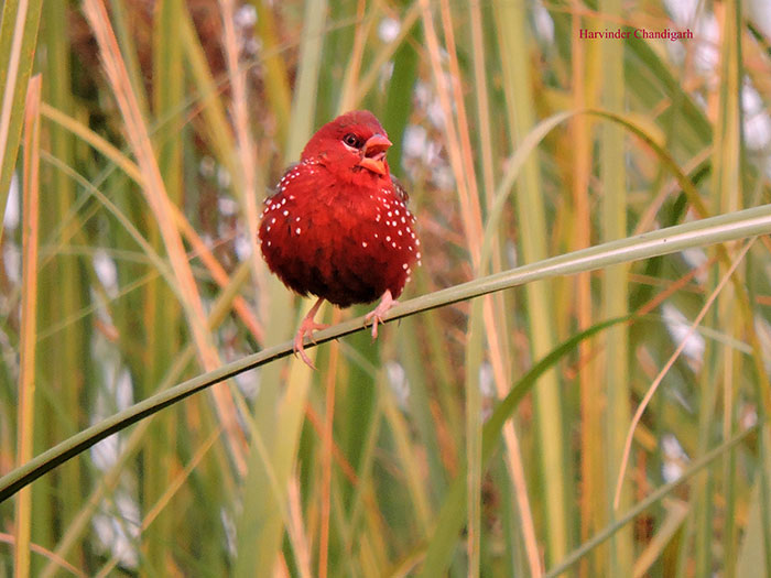 Strawberry finch perched on a green reed surrounded by tall grass in a natural outdoor setting.