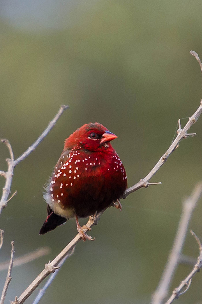 Strawberry finch perched on a thin branch showing vibrant red plumage with white spots in natural habitat.