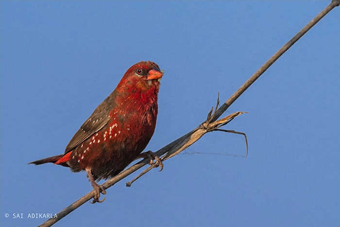 Strawberry finch perched on a thin branch against a clear blue sky, showcasing its vibrant red and brown plumage.