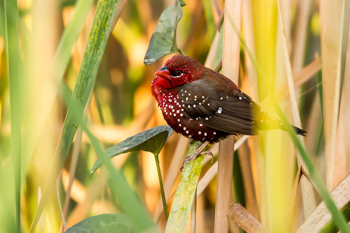 Strawberry finch perched on a green leaf among tall grass with vivid red and brown plumage and white spots.