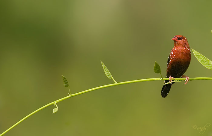 Strawberry finch with bright red feathers perched on a slender green vine against a blurred green background