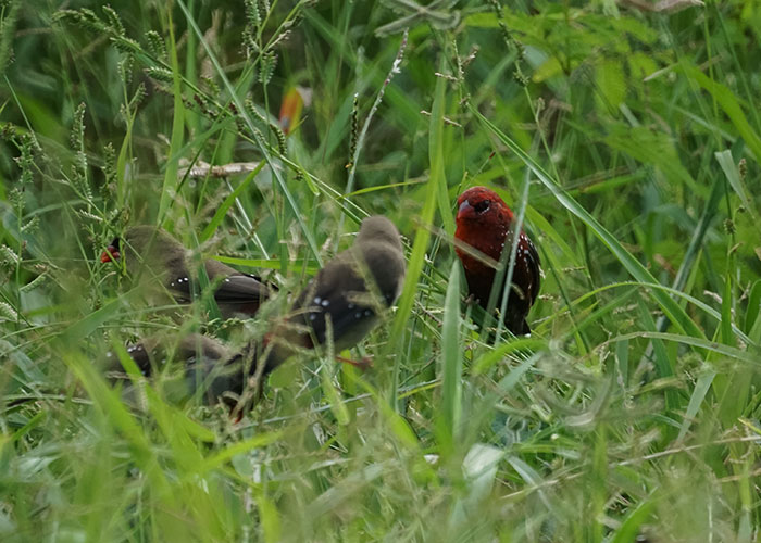 A vibrant red strawberry finch perched among green grass with other finches blending into the natural habitat.