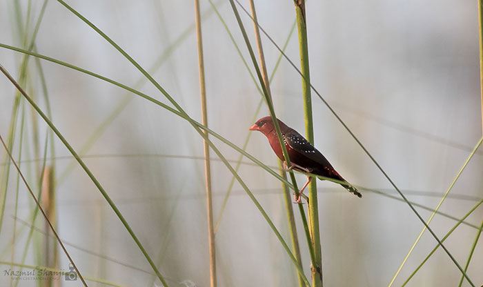Strawberry finch perched on a green reed in a natural habitat with soft blurred background and tall grass.
