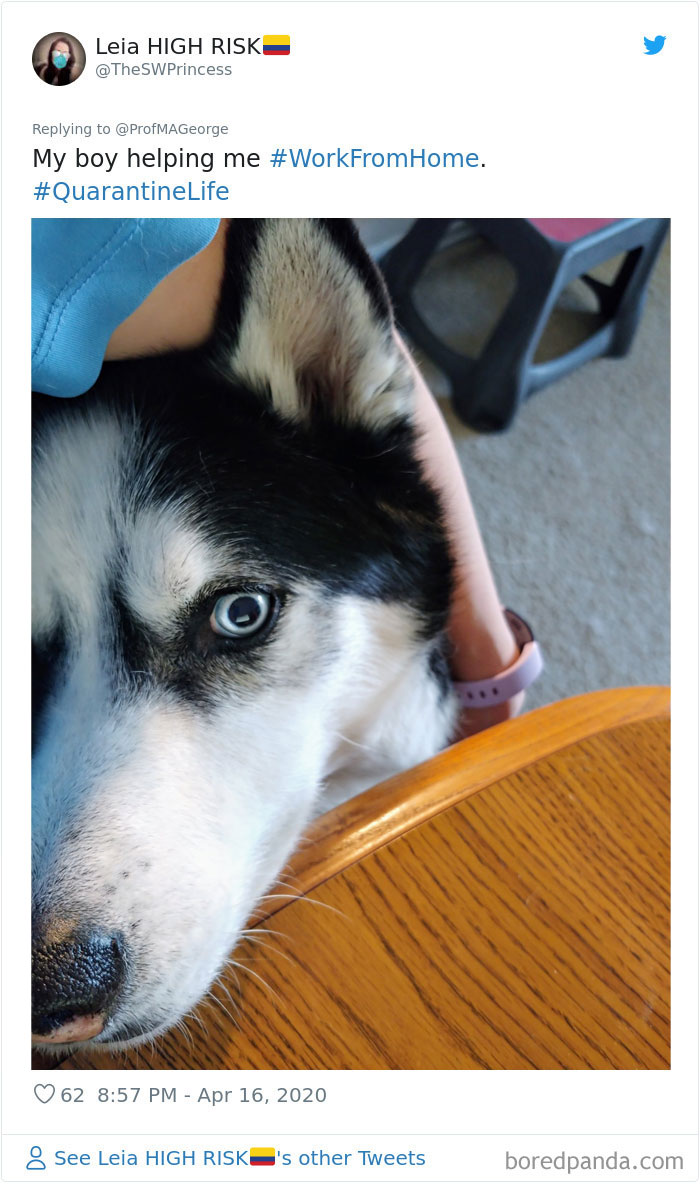 Students-Share-Photos-Pets-Doing-Class-Work