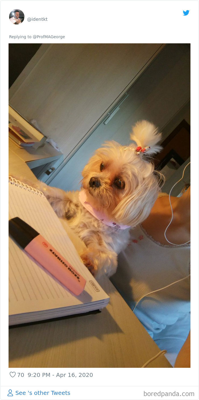 Students-Share-Photos-Pets-Doing-Class-Work