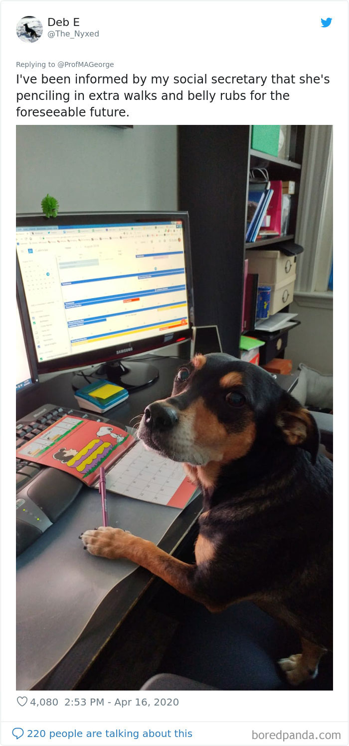 Students-Share-Photos-Pets-Doing-Class-Work