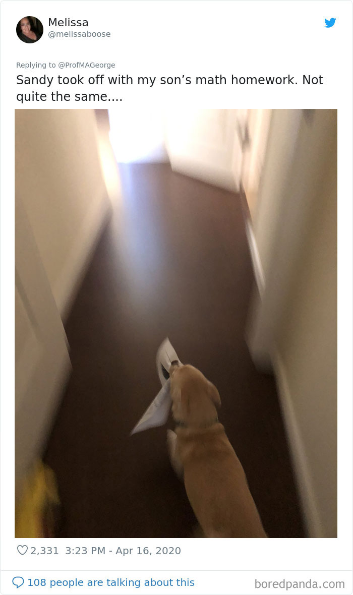 Students-Share-Photos-Pets-Doing-Class-Work