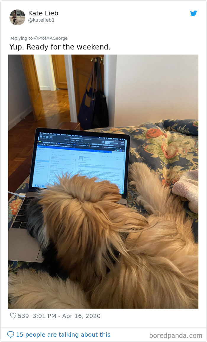 Students-Share-Photos-Pets-Doing-Class-Work