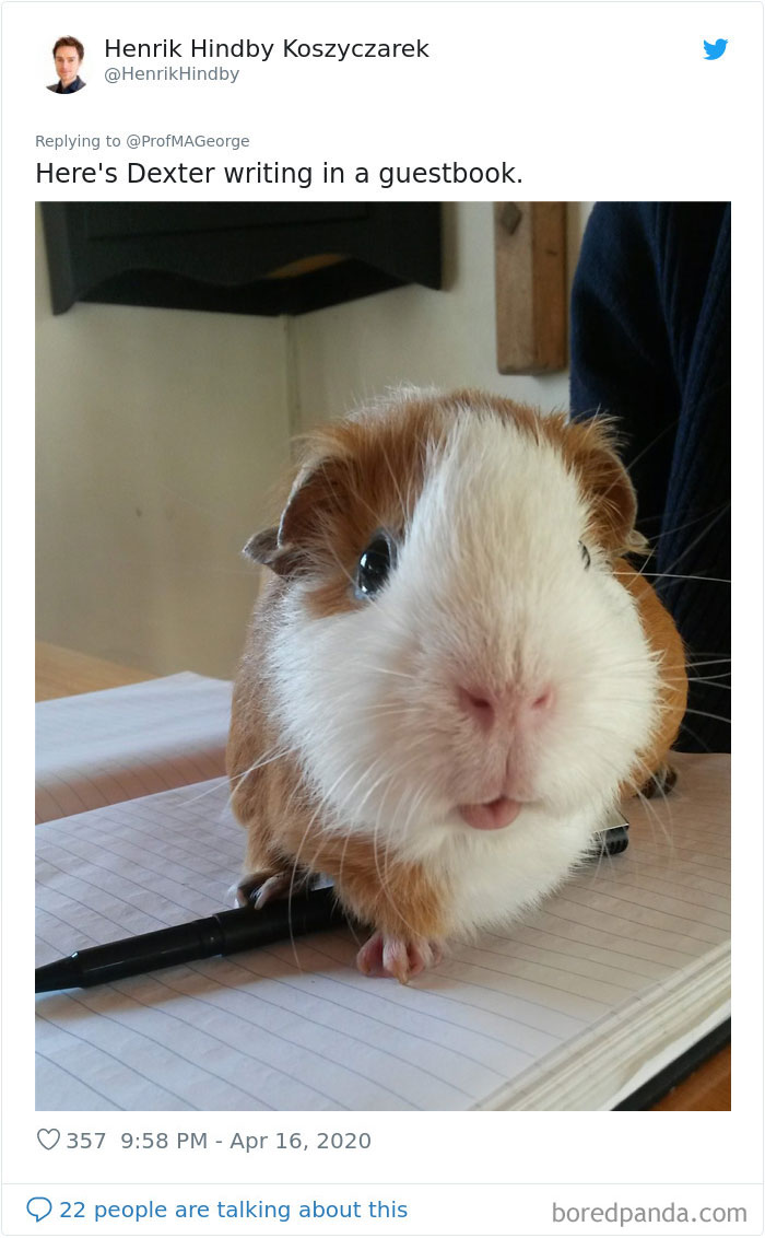 Students-Share-Photos-Pets-Doing-Class-Work