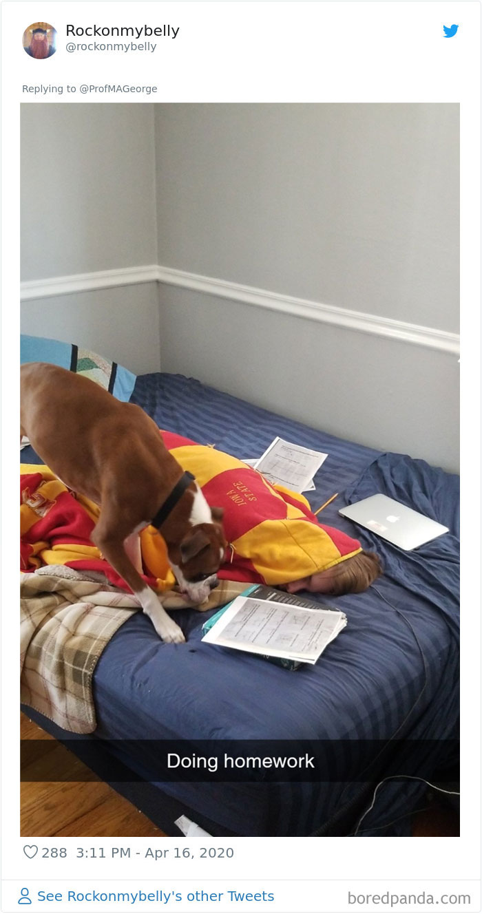 Students-Share-Photos-Pets-Doing-Class-Work