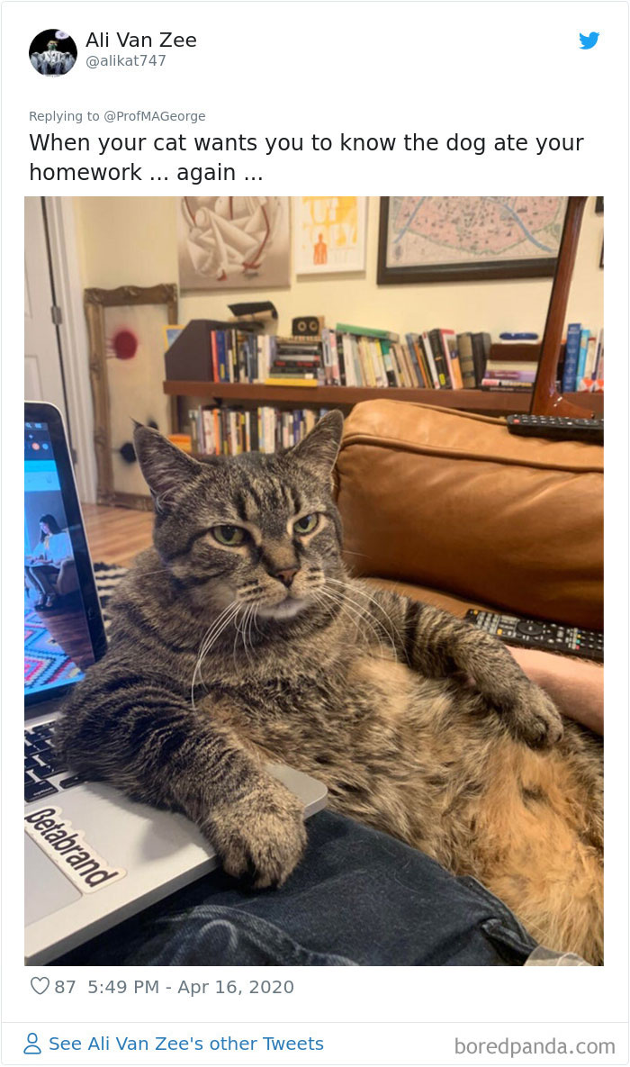 Students-Share-Photos-Pets-Doing-Class-Work