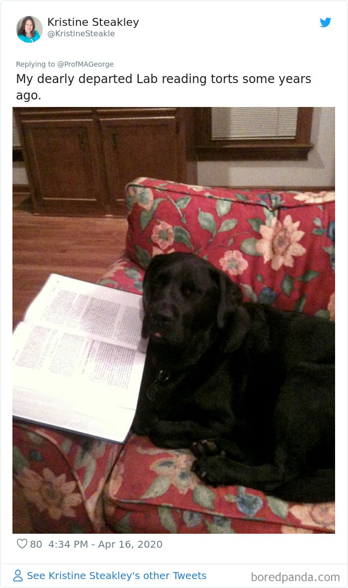 Students-Share-Photos-Pets-Doing-Class-Work