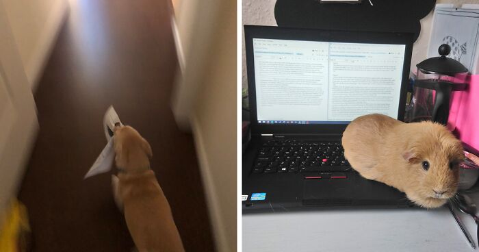Professor Asks Her Students To Show Their Dogs Doing Classwork, 30 People Send Her Their Photos