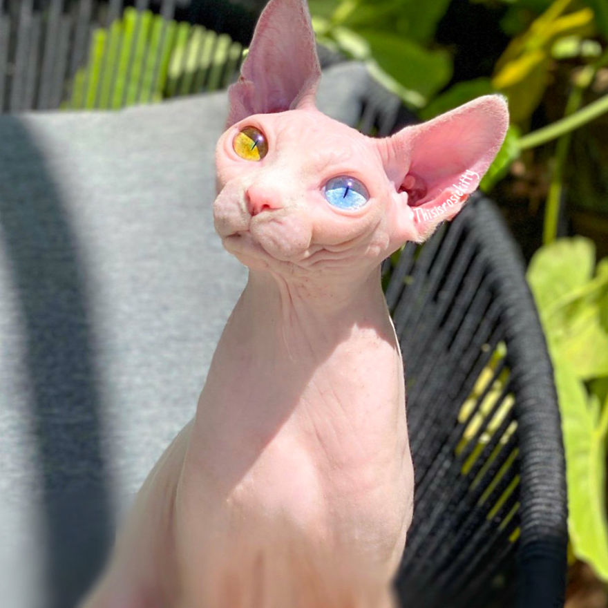 Your Pets Can Help You More Than You Think During This Tough Time