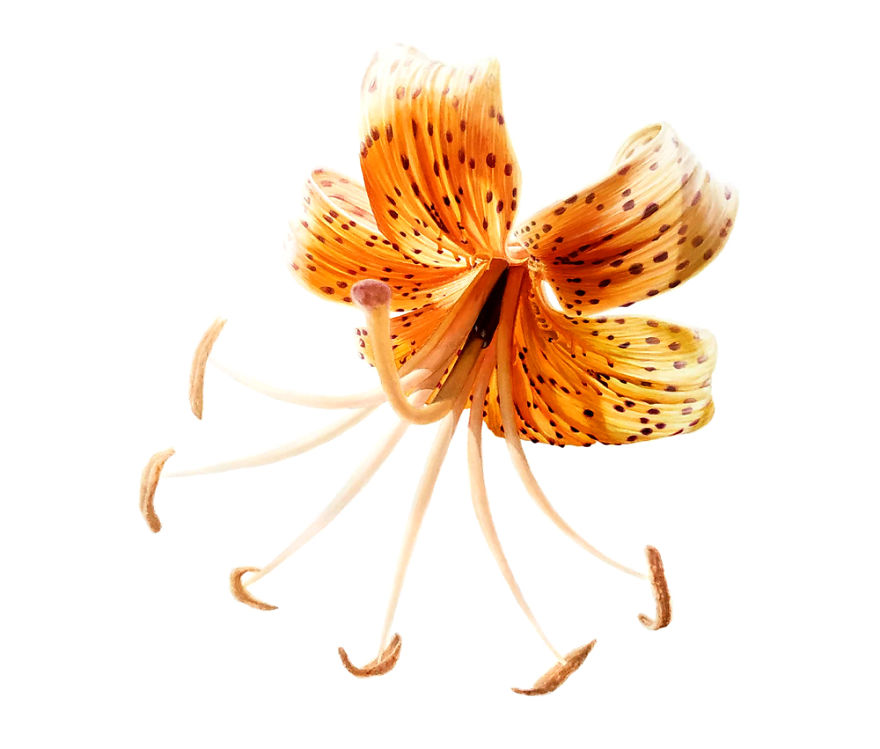 I Paint Crazy Alien Flowers In Watercolor I Paint Crazy Alien Flowers In Watercolor