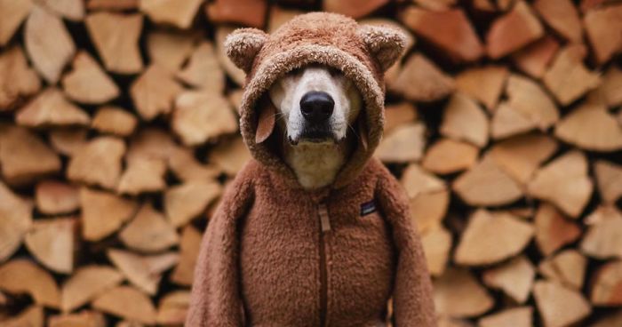 Rescue Dog Maddy, Known For Balancing On Things, Travels Across The US With Her Owner (30 New Pics)