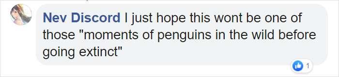 Photographer Captures A Shot Of Two Widowed Penguins Overlooking The Melbourne Skyline Together Photographer Captures A Shot Of Two Widowed Penguins Overlooking The Melbourne Skyline Together