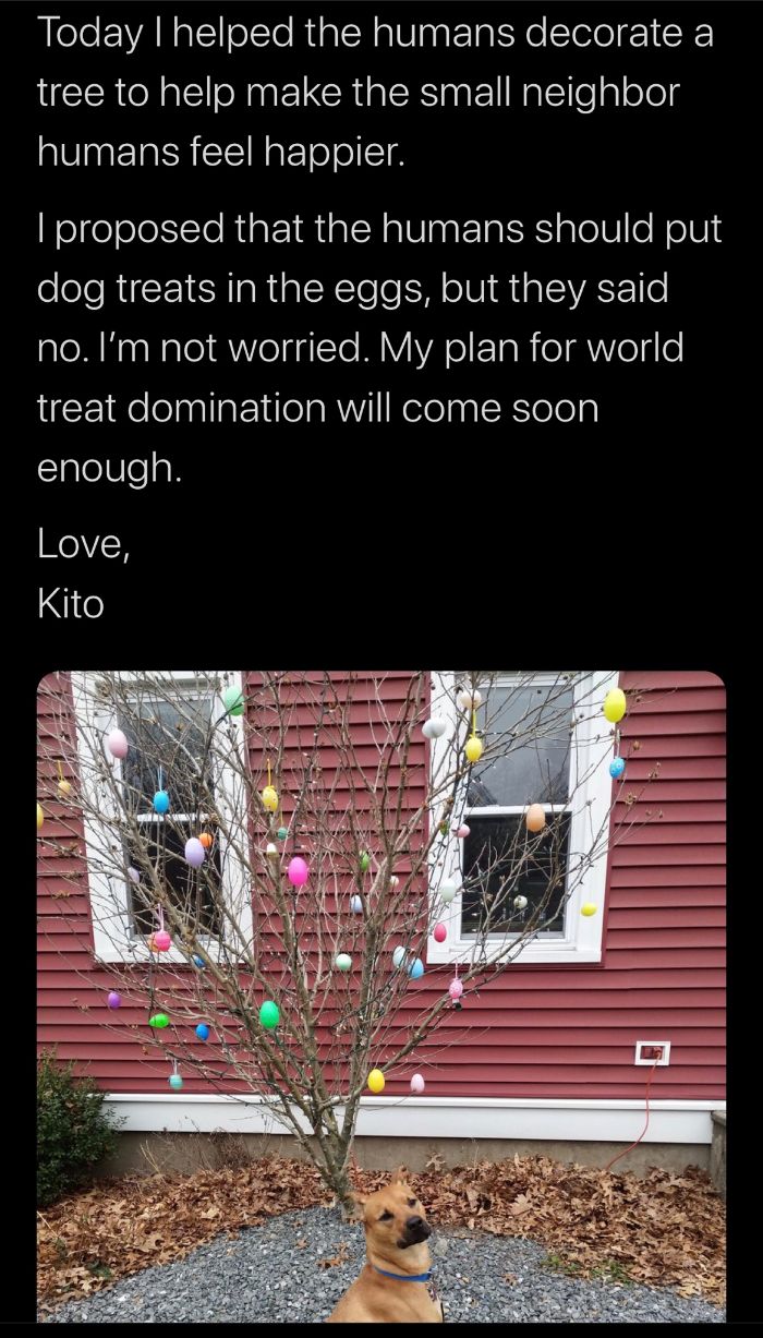 Coronavirus-Wholesome-Quarantine-Good-News