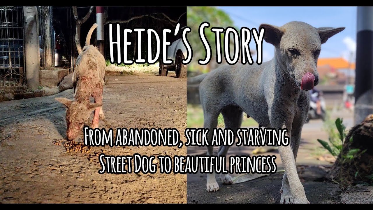 Watch How This Guy Never Gave Up On Helping A Bali Street Dog Who Was Close To Death