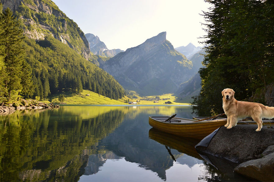 Photographer Transports Pets During Quarantine Using Photoshop