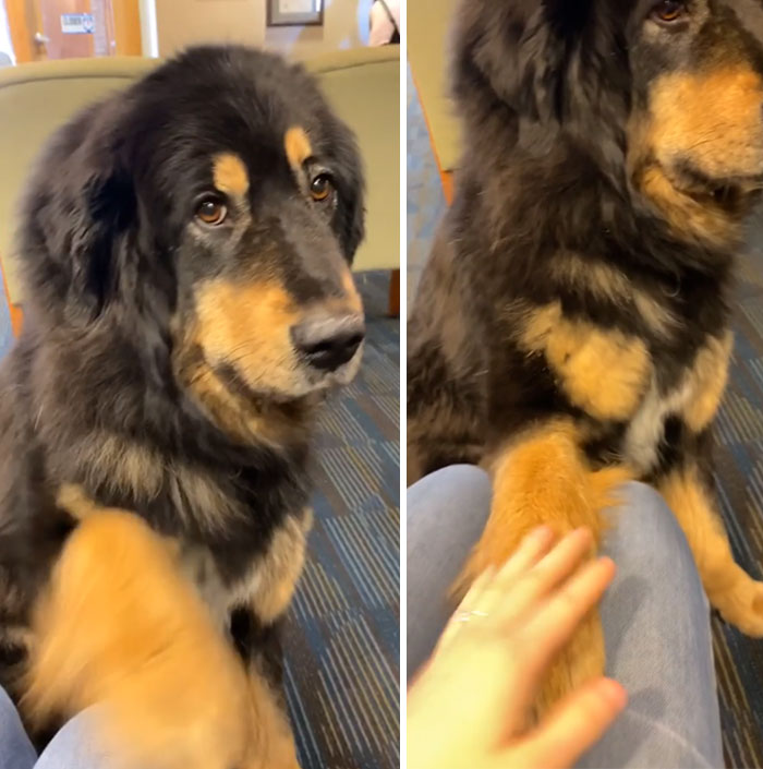 My Dentist Brings His Dog To Work With Him Everyday To Help With Anxious Patients
