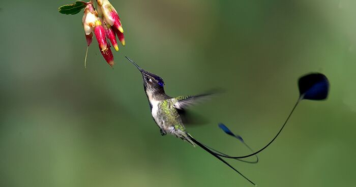 I Visited Peru And Here Are 31 Beautiful Birds That I Found