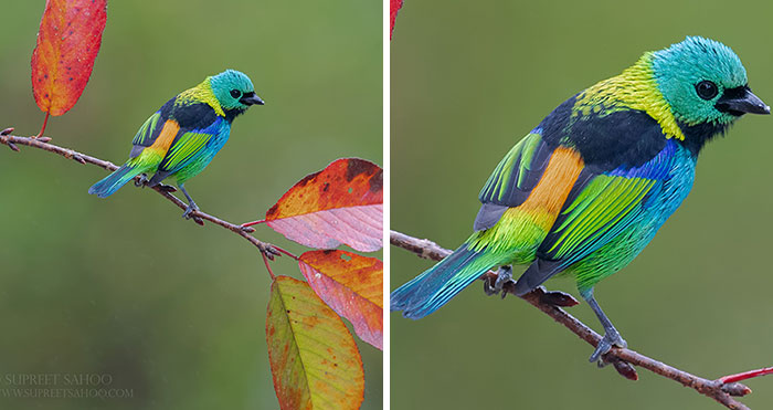 Brazilian Atlantic Forests Host A Diverse And Exotic Array Of Birds, Here’s What I Got From There (34 Pics)