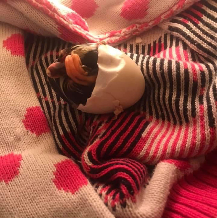 Kids Destroy Duck's Nest, Woman Saves Cracked Egg By Carrying It In Her Bra For 35 Days Kids Destroy Duck's Nest, Woman Saves Cracked Egg By Carrying It In Her Bra For 35 Days