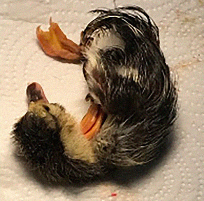 Kids Destroy Duck's Nest, Woman Saves Cracked Egg By Carrying It In Her Bra For 35 Days Kids Destroy Duck's Nest, Woman Saves Cracked Egg By Carrying It In Her Bra For 35 Days