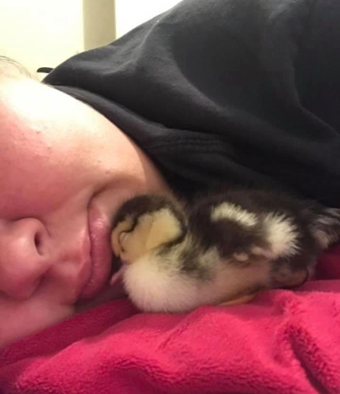 Kids Destroy Duck's Nest, Woman Saves Cracked Egg By Carrying It In Her Bra For 35 Days Kids Destroy Duck's Nest, Woman Saves Cracked Egg By Carrying It In Her Bra For 35 Days