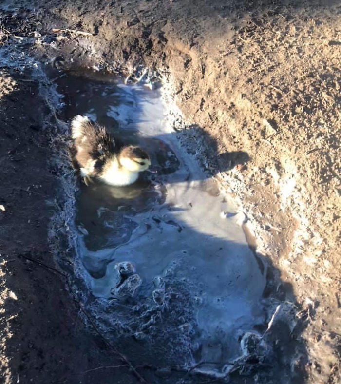 Kids Destroy Duck's Nest, Woman Saves Cracked Egg By Carrying It In Her Bra For 35 Days Kids Destroy Duck's Nest, Woman Saves Cracked Egg By Carrying It In Her Bra For 35 Days