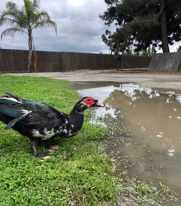 Kids Destroy Duck's Nest, Woman Saves Cracked Egg By Carrying It In Her Bra For 35 Days Kids Destroy Duck's Nest, Woman Saves Cracked Egg By Carrying It In Her Bra For 35 Days