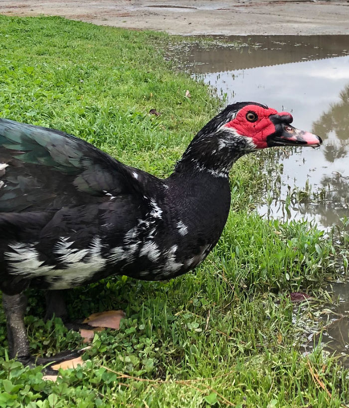 Kids Destroy Duck's Nest, Woman Saves Cracked Egg By Carrying It In Her Bra For 35 Days Kids Destroy Duck's Nest, Woman Saves Cracked Egg By Carrying It In Her Bra For 35 Days