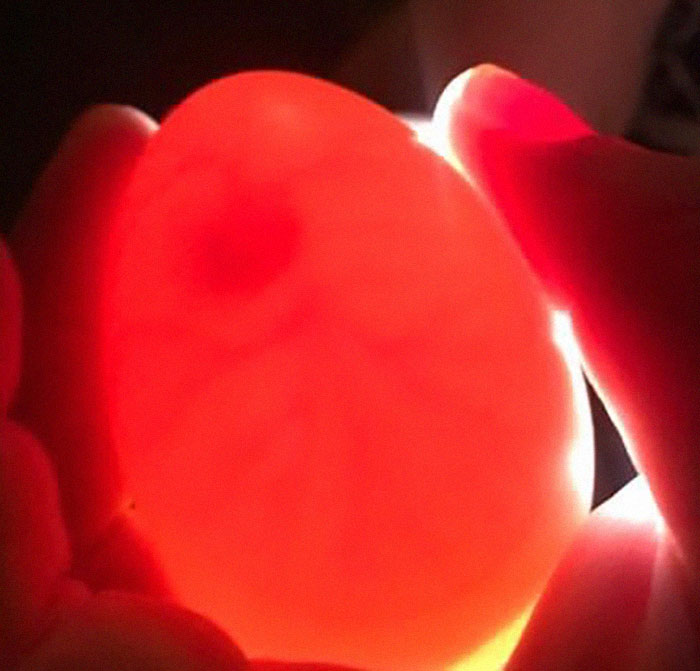 Kids Destroy Duck's Nest, Woman Saves Cracked Egg By Carrying It In Her Bra For 35 Days Kids Destroy Duck's Nest, Woman Saves Cracked Egg By Carrying It In Her Bra For 35 Days