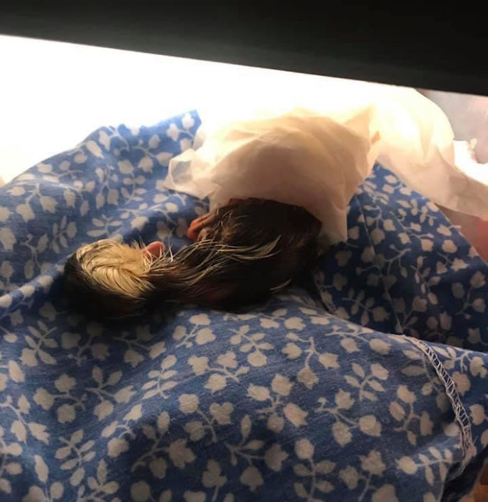 Kids Destroy Duck's Nest, Woman Saves Cracked Egg By Carrying It In Her Bra For 35 Days Kids Destroy Duck's Nest, Woman Saves Cracked Egg By Carrying It In Her Bra For 35 Days