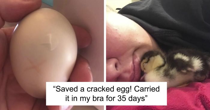 Kids Destroy Duck’s Nest, Woman Saves Cracked Egg By Carrying It In Her Bra For 35 Days