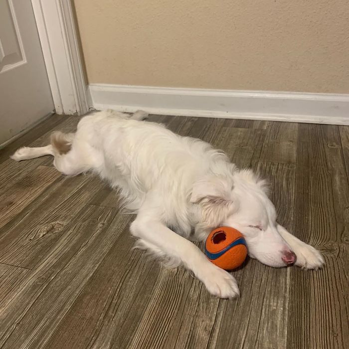 Guy Shows How He Wakes Up His Blind And Deaf Dog Without Scaring Her, Receives Almost 13 Million Likes