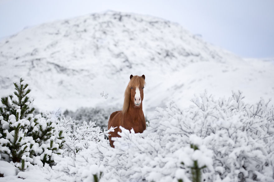 I Photograph Horses In The Breathtaking Icelandic Landscape
