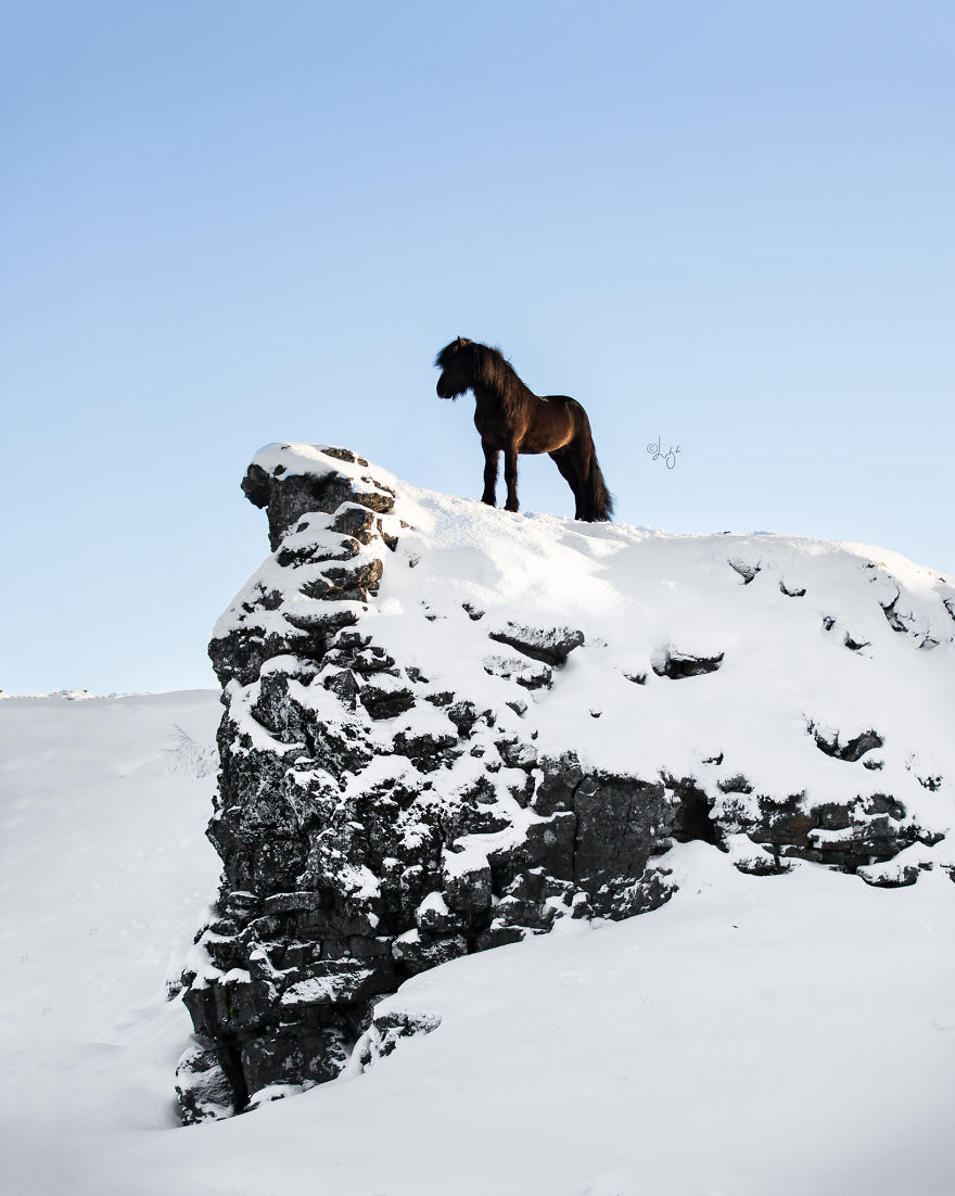 I Photograph Horses In The Breathtaking Icelandic Landscape