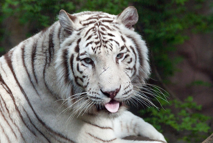 Zookeepers Share How Animals Are Reacting To The Lack Of Visitors