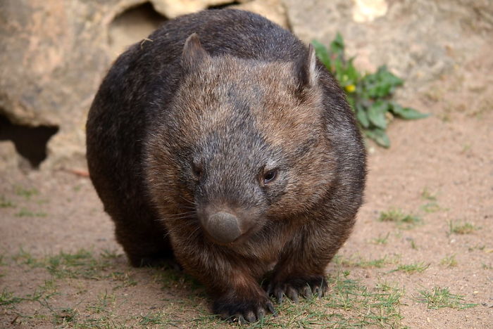 Zookeepers Share How Animals Are Reacting To The Lack Of Visitors