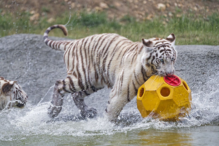 Zookeepers Share How Animals Are Reacting To The Lack Of Visitors
