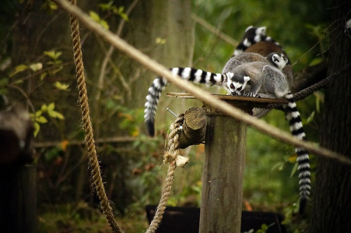 Zookeepers Share How Animals Are Reacting To The Lack Of Visitors