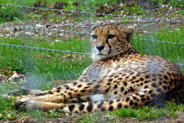 Zookeepers Share How Animals Are Reacting To The Lack Of Visitors
